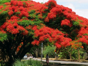 Тюльпановое дерево, черемуха Маака, сакура и более 200 тыс. цветов украсят Мариуполь