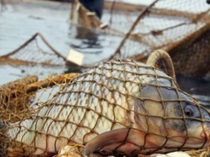 Под Мариуполем в  море выпустили незаконно пойманную рыбу (ВИДЕО)