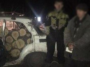В Донецкой области лесорубы попались «на горячем» (ФОТО)