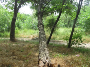 Количество сваленных мариупольским штормом деревьев выросло до семидесяти