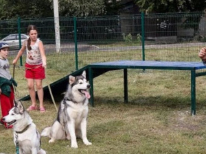 Мариупольцы хотят обустроить площадку для выгула собак