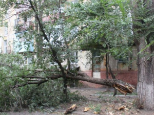 Обесточенные дома, упавшие деревья: В Мариуполе устраняют последствия шторма