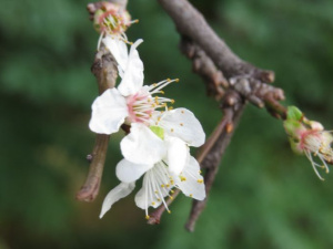 Золотая «весна». В Мариуполе начали цвести деревья (ФОТОРЕПОРТАЖ)