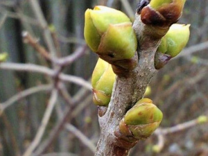 «Перепутали» зиму с весной: в Мариуполе растения пустили почки