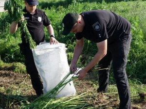 В Донецкой области полицейские нашли плантацию конопли из 4700 кустов