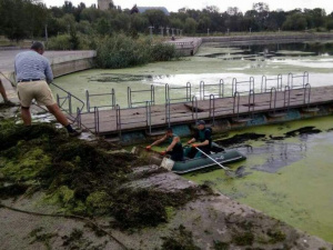 Реку Кальчик в Мариуполе оккупировали водоросли, ряска и камыш (ФОТО)