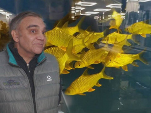 Втратив 11 зоомагазинів і тисячі рибок: як бізнесмен з Маріуполя починає нове життя у Дніпрі
