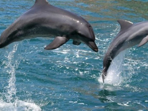 К побережью Мариуполя подплыли дельфины (ВИДЕО)