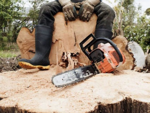 На Донетчине банда «черных лесорубов» нарубила деревьев на миллион гривен