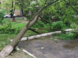 В Мариуполе стихия свалила дерево во дворе многоэтажки