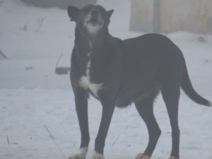 В Мариуполе собаки набросились на детей. В январе от укусов уже пострадало четыре жителя  (ФОТО+ВИДЕО)