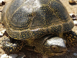 В Мариуполе найдена европейская черепаха, разгуливающая по пляжу (ФОТО+ВИДЕО)
