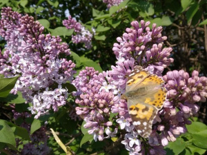 Филиал Эдема: Мариуполь заполонили бабочки (ФОТО+ВИДЕО)
