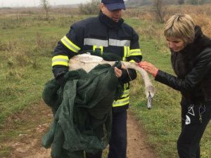 На Донетчине спасли травмированного лебедя (ФОТО)