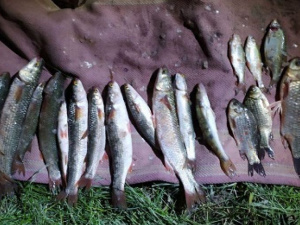 В Мариуполе браконьер «пауком» наловил рыбы на восемь тысяч гривен (ФОТО)