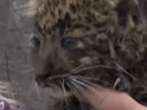 В зоопарке Мариуполя родились котята леопарда. Как живут зверята? (ФОТО+ВИДЕО)