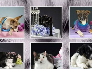 Зоозащитниками Мариуполя издан благотворительный календарь с бездомными животными (ФОТО)