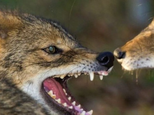 Под Мариуполем  шакалы, лисы и волки размножились в огромном количестве