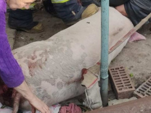 В Мариуполе свинья провалилась в яму
