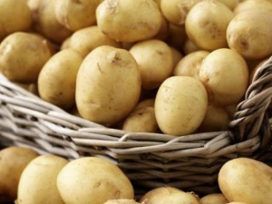 По какой цене мариупольцы будут покупать картофель на зиму?
