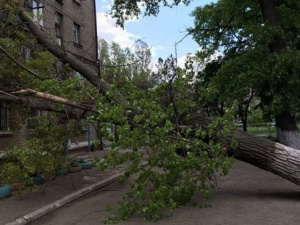 В Мариуполе штормовой ветер валит деревья (ФОТО)