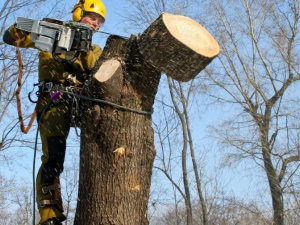 Мариуполь без «увечных» деревьев и коптящих куч: в Украине обновят санитарные нормы