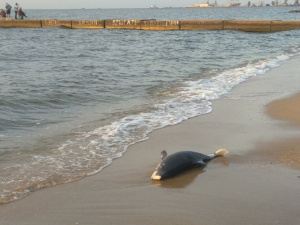 На берегу в Мариуполе нашли мертвого дельфина (ФОТОФАКТ)