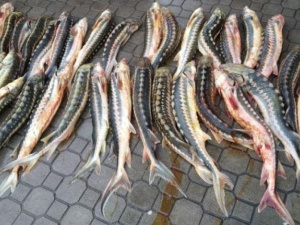 Рыбохрана сообщила подробности о выявлении осетра российского в ящиках под Мариуполем (ФОТО)