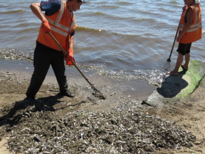 Последствия ЧП на море. С пляжей Мариуполя уже собрали более 350 кг мёртвой рыбы (ФОТОФАКТ)