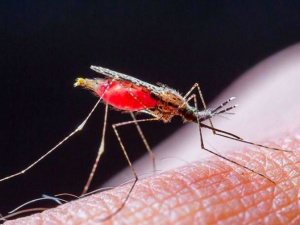 В Мариуполе выявили случай тропической малярии