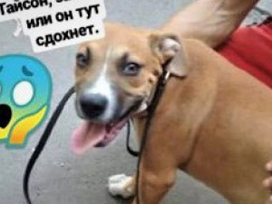 Заберите, или сдохнет: в Мариуполе хозяева бросили породистого щенка привязанным к дереву (ФОТО)
