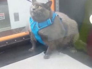 Толстая кошка, обманувшая тренажер, стала звездой (ВИДЕО)