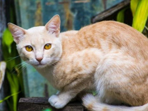 Мариуполец застрелил кошку. Ему грозит до трех лет лишения свободы (ФОТО)