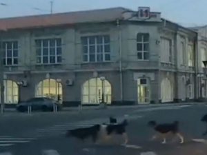 В Мариуполе собаки переходят дорогу по зебре (ФОТО+ВИДЕО)