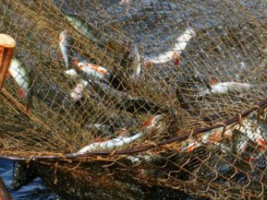 В Азовском море в сети браконьеров попала рыба на полмиллиона гривен (ВИДЕО)