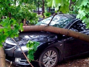 В Мариуполе водитель вылетел в кювет и въехал в дерево
