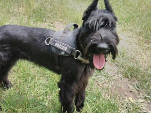 Вокзалы Мариуполя будет патрулировать полицейская собака Кейси (ФОТО)