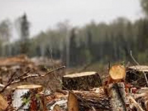 Под Мариуполем группа «черных лесорубов» спилила деревьев на пять миллионов гривен