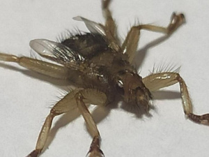 Когти, крылья и шесть лап: мариупольцев напугало насекомое (ФОТО+ВИДЕО)