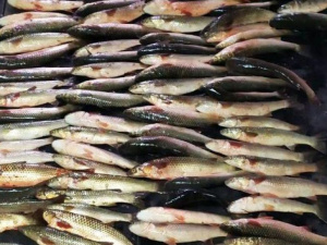 Мариуполец наловил в Кальмиусе рыбы на 150 тысяч гривен