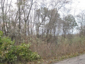 Черные лесорубы вырубили в Славянском районе дубов на полмиллиона гривен