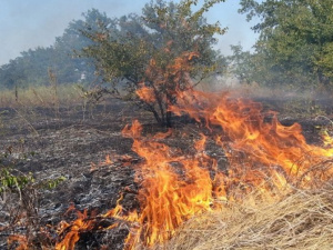 Пожары вокруг Мариуполя оставили пепелище в два гектара (ФОТО)