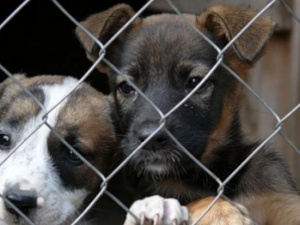 От чего в мариупольском центре для животных гибнут щенки?
