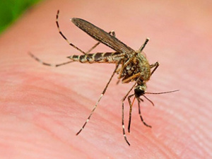 Мариупольцев атакуют агрессивные комары: как можно спастись