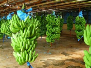 Ученые создали биоразлагаемый экопластик с банановых отходов (ФОТО)