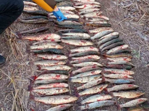 В Мариуполе браконьер нанес ущерб государству более чем на 180 тысяч гривен