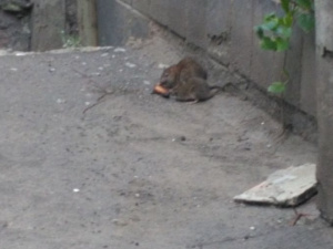 «По ногам бегают»: мариупольские жители страдают от нашествия крыс (ФОТО)
