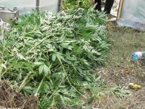 В Мариуполе садовод-любитель выращивал в теплицах более 150 кустов конопли (ФОТО)