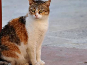 Жители Мариуполя угрожают мужчине из-за жестокого обращения с котом (ВИДЕО+ФОТО)
