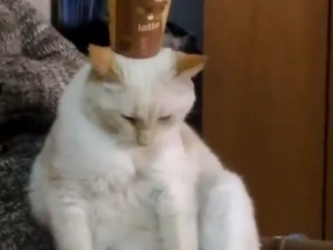 Мариупольский кот-подстаканник (ФОТО+ВИДЕО)